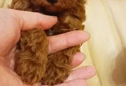 Щенки той-пуделя готовы к продаже
