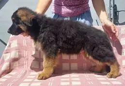 Щенки длинношерстной немецкой овчарки