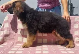 Щенки длинношерстной немецкой овчарки