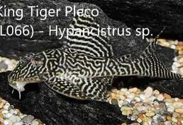 Аквариумные сомы L-сомы Ancistrus Gree