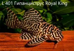 Аквариумные сомы L-сомы Ancistrus Gree