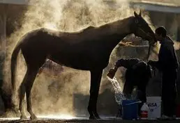 КОНЮХ в конно-спортивный клуб «Спарта» в с. Будешты