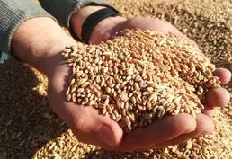 Покупка Кукурузы, Пшеницы и Мёда