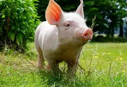 Куплю поросёнка живым весом