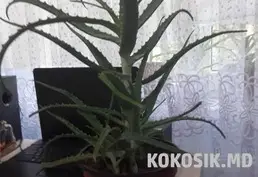 Vând plantă Aloe — vârsta 4 ani