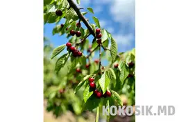 Продажа плодовых садов (16 га) с капельным орошением