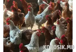 Куплю курочек несушек и корм для кур