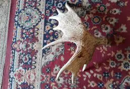 Продажа оленьих рогов