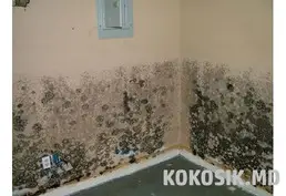 Професійне видалення плісняви та грибка