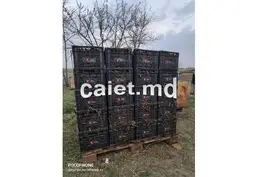 Породистые черви для производства удобрений и рыбалки