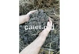 Породистые черви для производства удобрений и рыбалки