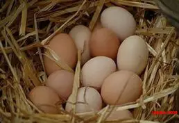 Купить куринные яйца опт и розница