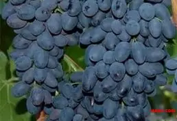 Продам саженцы винограда