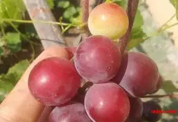Продам саженцы винограда