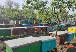 Продаются пчелы в Бельцах