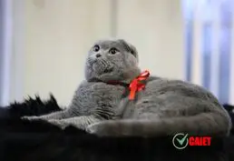 Плененной шотландский вислоухий кот готов к вязке