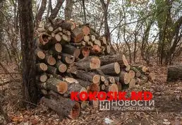 Дрова ПМР