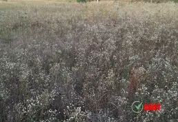 Купить участок земли в селе Кетросы - 2