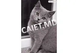 Породистые шотландские лиловые котята