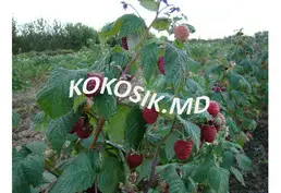 Купить рассаду малины
