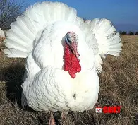 Купить инкубационные яйца индюка