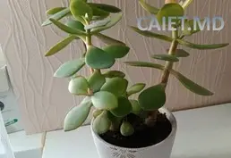 Продам денежные деревья