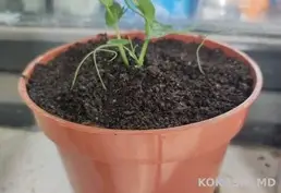 Продаю землю с перегноем и дренажем 🌳