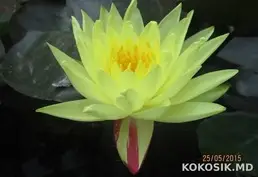 Кувшинки для декоративных водоемов 🌸